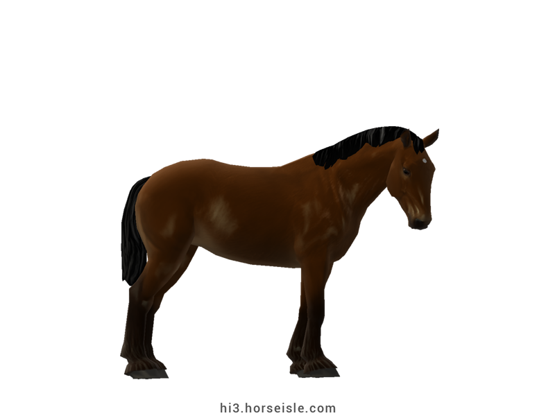 Australian Draught Horse Sepia Brown Coat